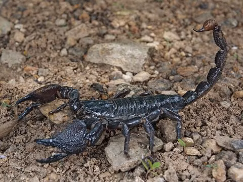 Kế đến, họ cho những con bọ cặp độc vào trong các bình gốm rồi đậy kín miệng. Trong lúc giao tranh với đội quân phòng thủ trong pháo đài Hatra, binh sĩ La Mã ném những chiếc bình có đầy bọ cạp độc vào bên trong.