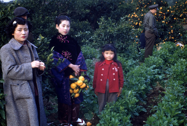 Một vài gia đình đưa con đến tham quan và hái quả tại các vườn trái cây.