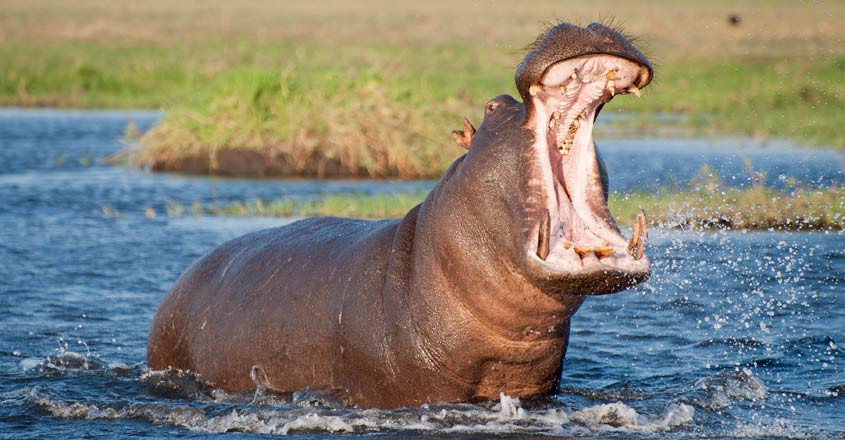 Với cân nặng như vậy công thêm việc hà mã có chân ngắn nên nhiều người lầm tưởng chúng di chuyển chậm chạp.
