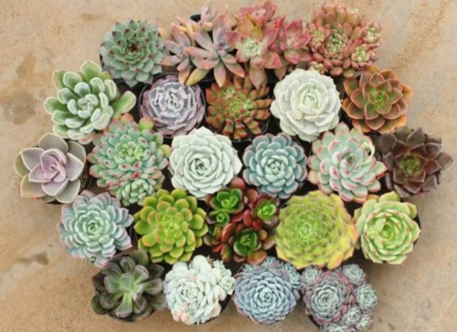 Cây sen đá: Nói đến các loại cây cảnh hút búc xạ wifi, bức xạ điện từ, làm sạch không khí thì không thể không nhắc tới cây sen đá. Sen đá có rất nhiều loại, kích cỡ cũng như màu sắc khác nhau. Chúng không cần mất nhiều thời gian chăm sóc như những loại cây khác.