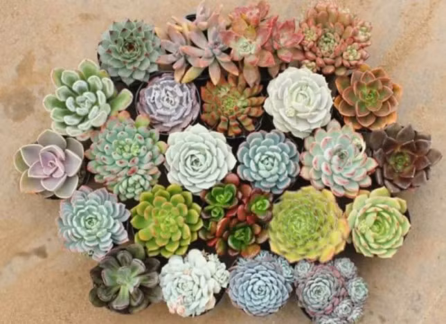 Cây sen đá: Nói đến các loại cây cảnh hút búc xạ wifi, bức xạ điện từ, làm sạch không khí thì không thể không nhắc tới cây sen đá. Sen đá có rất nhiều loại, kích cỡ cũng như màu sắc khác nhau. Chúng không cần mất nhiều thời gian chăm sóc như những loại cây khác.