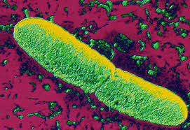 Thông qua các nghiên cứu, các nhà khoa học phát hiện người đàn ông RV 2039 dù nhiễm vi khuẩn Yersinia pestis nhưng không gây ra tử vong.