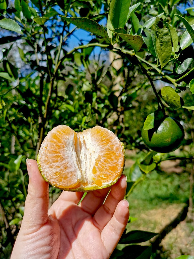 Hậu Giang có thị xã Long Mỹ và huyện Long Mỹ, nằm về phía tây nam tỉnh. Năm 2015, Ủy ban Thường vụ Quốc hội ra Nghị quyết điều chỉnh địa giới hành chính huyện Long Mỹ để thành lập thị xã Long Mỹ. Địa danh Long Trị ở vùng đất Long Mỹ của Hậu Giang nổi tiếng với đặc sản quýt đường, có vỏ mỏng, mọng nước, vị ngọt thanh.