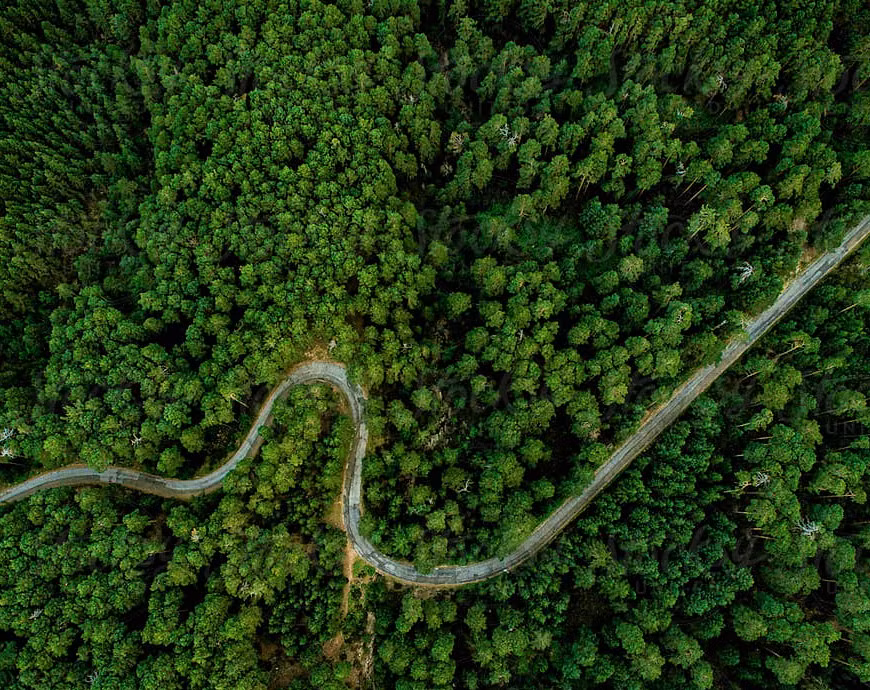 Ngay cả các thành phố lớn, thủ đô của các nước cũng sẽ có nhiều cây cối bao phủ.