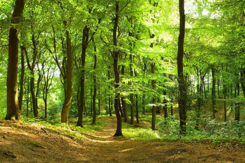 Theo các chuyên gia, khi xảy ra kịch bản con người "ngủ đông" 1.000 năm thì thế giới sẽ có nhiều thay đổi lớn. Trong số này có việc cây cối mọc khắp nơi.