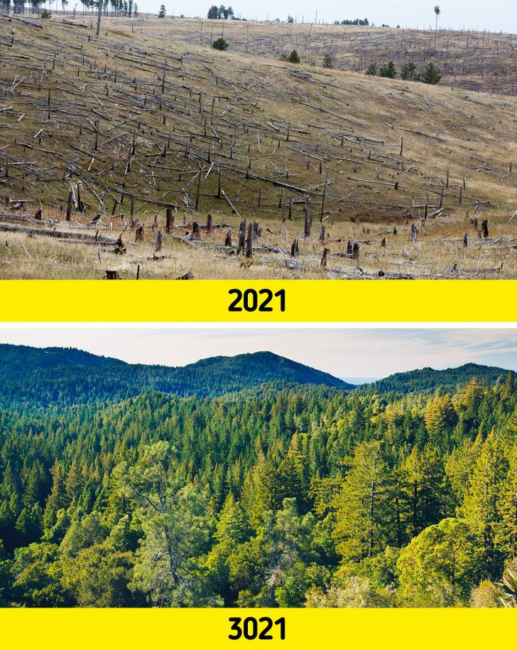 Kết quả là trên Trái đất sẽ có diện tích rừng lớn chưa từng thấy. Một số loài thực vật có nguy cơ tuyệt chủng thoát khỏi tình huống nguy hiểm. Những loài thực vật này sẽ phát triển nhanh về số lượng.