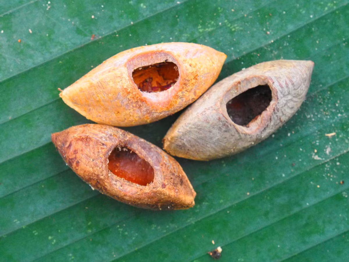 Phải tới năm 2017, các nhà khoa học có phát hiện quan trọng về chuột Vangunu chuyên ăn dừa. Khi ấy, họ phát hiện một con chuột có trọng lượng "khủng" ở quần đảo Solomon.