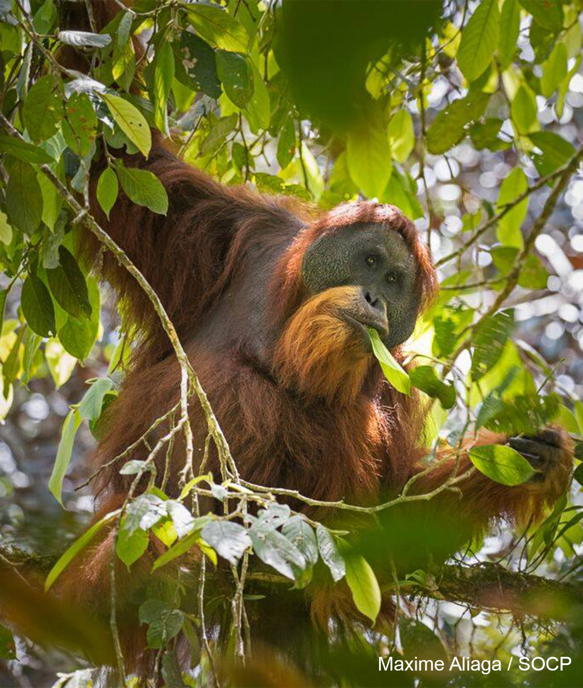 Theo các chuyên gia, loài đười ươi Tapanuli đã tồn tại và tiến hóa hơn ba triệu năm để dần thích ứng với những điều kiện sống trong vùng rừng nhiệt đới châu Á.
