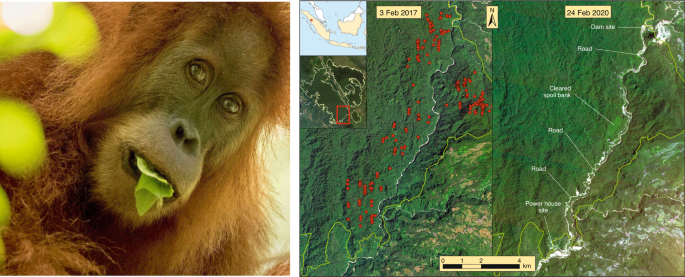 Đười ươi Tapanuli đang bị đe dọa bởi nạn săn bắn và mất môi trường sống. Với số lượng như vậy, Tapanuli là loài đười ươi có nguy cơ tuyệt chủng cao nhất trên thế giới.