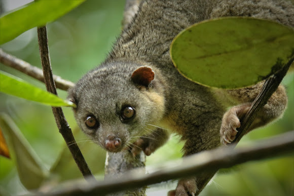 Vào năm 2013, một nhà nghiên cứu đã phát hiện ra mẫu vật hàng chục năm tuổi của một loài thú ăn thịt nhỏ được dán nhãn là Olingo ở Bảo tàng Chicago Field.