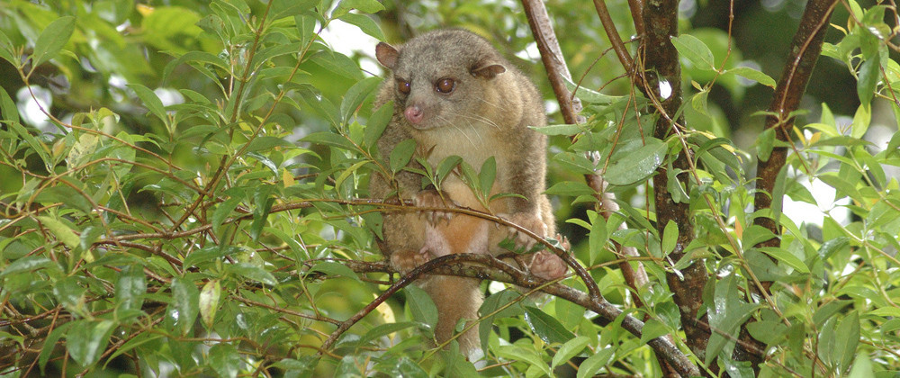 Theo các chuyên gia, Olinguito là loài thú ăn thịt đầu tiên được phát hiện ở Tây bán cầu vào những năm 1970. Tên của Olinguito bắt nguồn từ tiếng Tây Ban Nha có nghĩa là "olingo bé nhỏ".