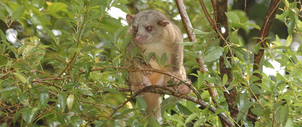 Theo các chuyên gia, Olinguito là loài thú ăn thịt đầu tiên được phát hiện ở Tây bán cầu vào những năm 1970. Tên của Olinguito bắt nguồn từ tiếng Tây Ban Nha có nghĩa là "olingo bé nhỏ".