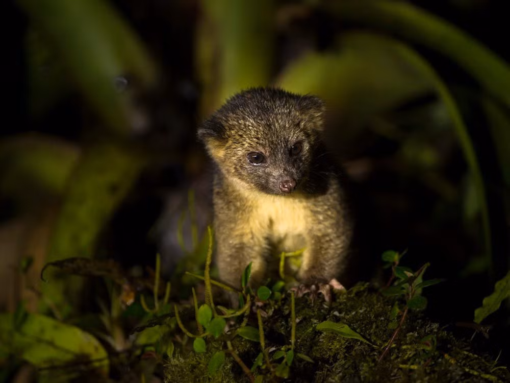 Một động vật hiếm có nổi tiếng thế giới là Olinguito. Đây là loài động vật có vú thuộc họ gấu mèo.