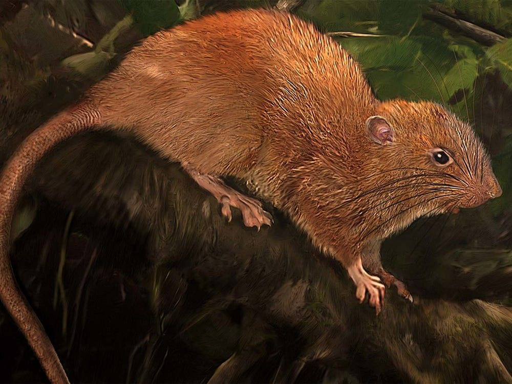 Trong nhiều năm, người dân ở quần đảo Solomon truyền tai nhau về loài chuột Vangunu (có tên khoa học là Uromys vika) nặng gần 1 kg. Loài động vật này chuyên ăn dừa.