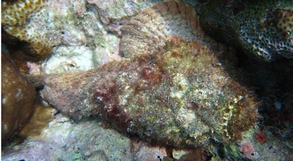 Ở gốc mỗi gai nhọn của cá mặt quỷ có hai tuyến nọc cực độc sẵn sàng phóng chất độc bên trong bất cứ lúc nào để tiêu diệt con mồi.