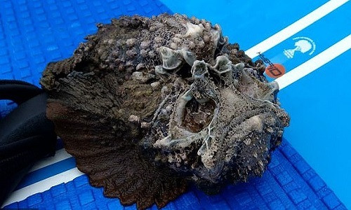 Nọc độc của cá mặt quỷ có thể khiến con người suy giảm hệ cơ, liệt tạm thời, khó thở, sốc thậm chí là suy tim dẫn đến tử vong nếu không được điều trị kịp thời.