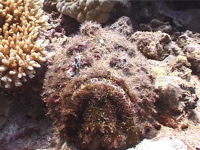 Phần lớn thời gian trong ngày, cá mặt quỷ nằm bất động hoặc vùi nửa cơ thể xuống cát.