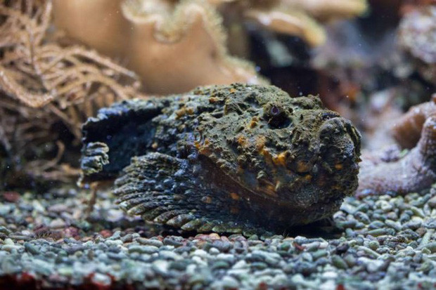 Trong đó, Queensland ở Australia là một trong những nơi các nhà khoa học phát hiện nhiều cá mặt quỷ.