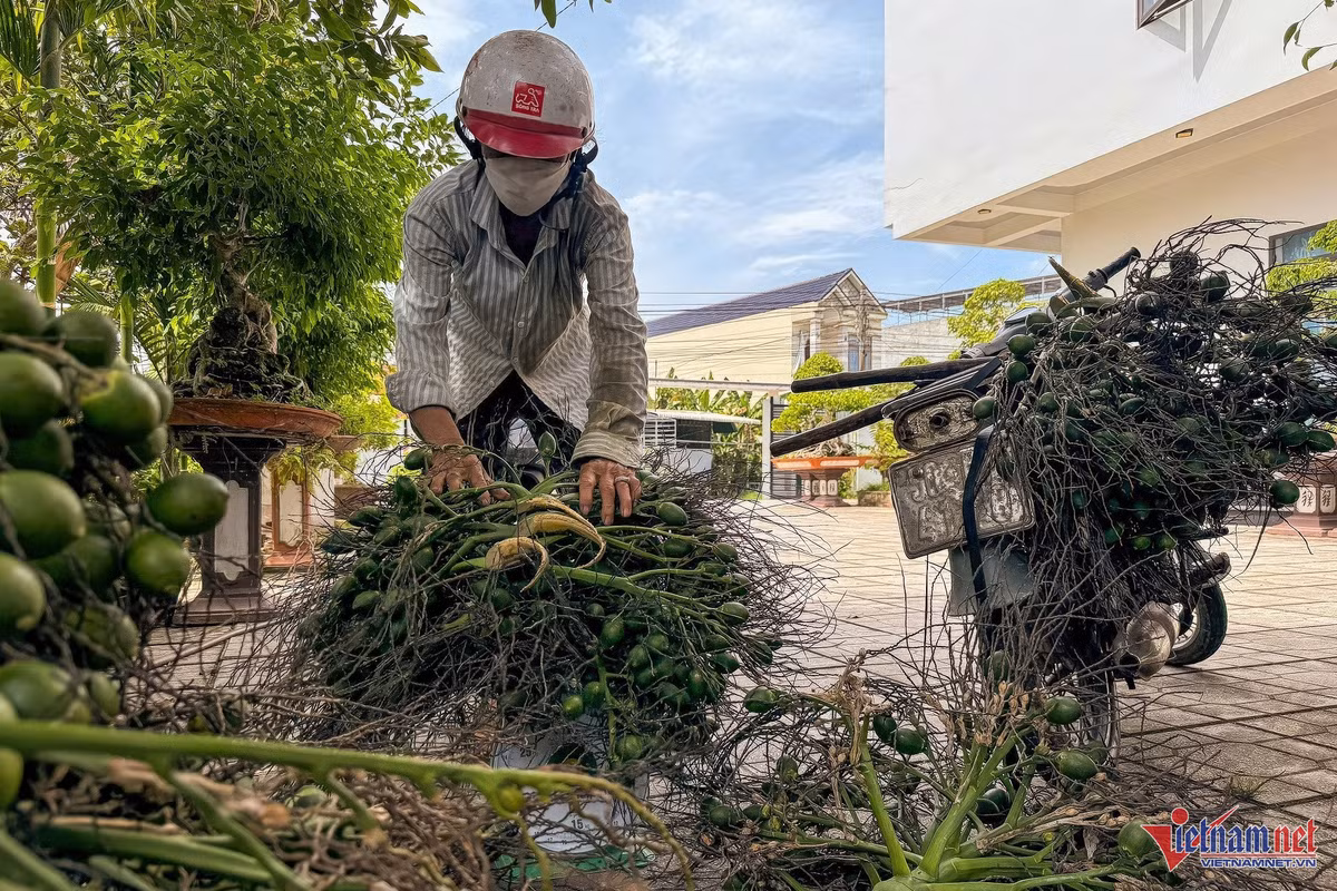 Gia cau tuoi tang ky luc, nong dan thu hang ty dong moi vu-Hinh-2