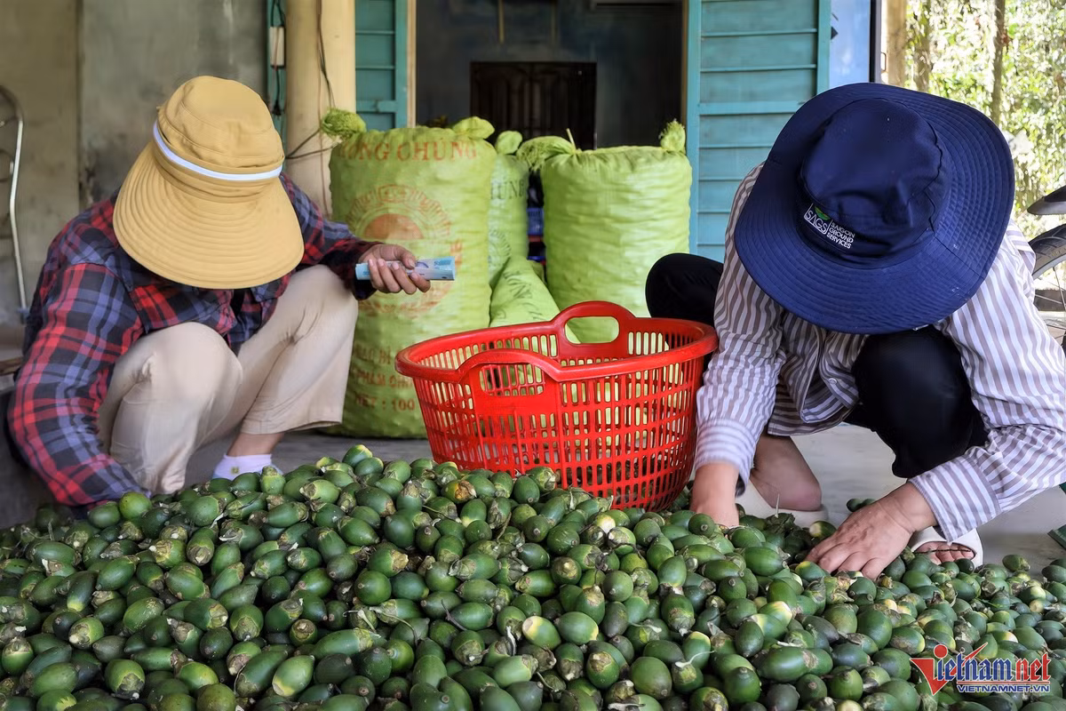 Gia cau tuoi tang ky luc, nong dan thu hang ty dong moi vu-Hinh-5