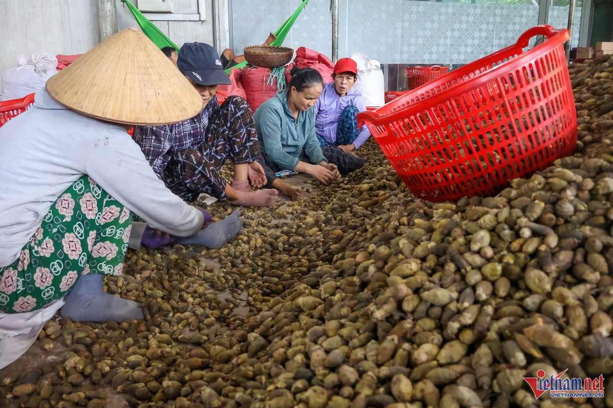 Gia cau tuoi tang ky luc, nong dan thu hang ty dong moi vu-Hinh-4