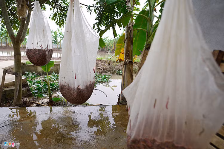 Sau khi vớt rươi lên người dân treo rươi trên những chiếc túi lưới lớn nhằm loại bỏ nước trước khi đưa lên cân trọng lượng. Do giá cao, khi đặt lên cân tính trọng lượng những người nông dân phải cẩn thận cân thật đúng, thậm chí bỏ ra/cho vào 1-2 con.
