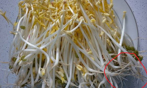 Hãy chọn những cây giá đỗ có rễ được ủ theo cách truyền thống.