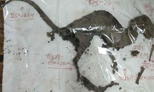 Xác sinh vật bí ẩn trông khá giống khủng long.