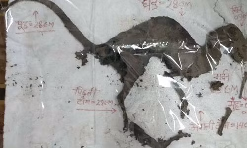 Xác sinh vật bí ẩn trông khá giống khủng long.