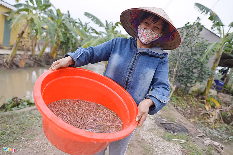 Mùa thu hoạch rươi năm nay được mùa hơn so với những năm trước. Tiếng cười nói rộn rã khắp các đầm, ruộng rươi tại An Định.
