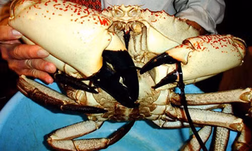 Để thưởng thức được loại cua này, khách hàng thường phải bỏ ra từ 20-70 triệu đồng/con.