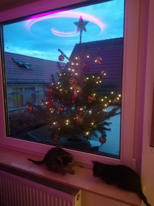 Cây thông này được hẳn hai vệ sĩ mèo trông chừng.