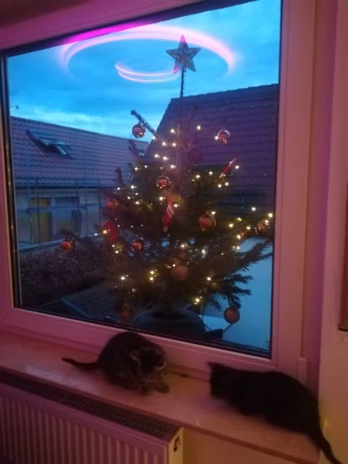 Cây thông này được hẳn hai vệ sĩ mèo trông chừng.