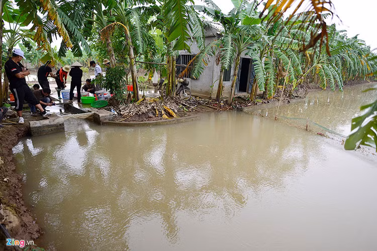 Làng nuôi rươi ở An Định (xã An Thanh, huyện Tứ Kỳ, Hải Dương) những ngày cuối năm 2017.