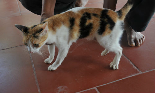 Bớt hình chữ 'cá trên thân mèo.