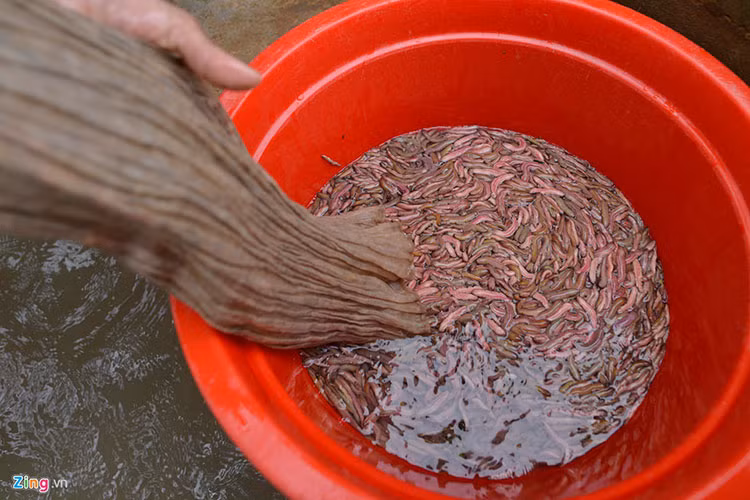 Theo những thương lái nhiều năm kinh doanh mặt hàng này, rươi An Định thường có màu hồng, to, béo, nhiều bột... Nhờ đó giá rươi tại đây luôn có cao nhất, dao động, từ 400.000 – 550.000 đồng/kg.