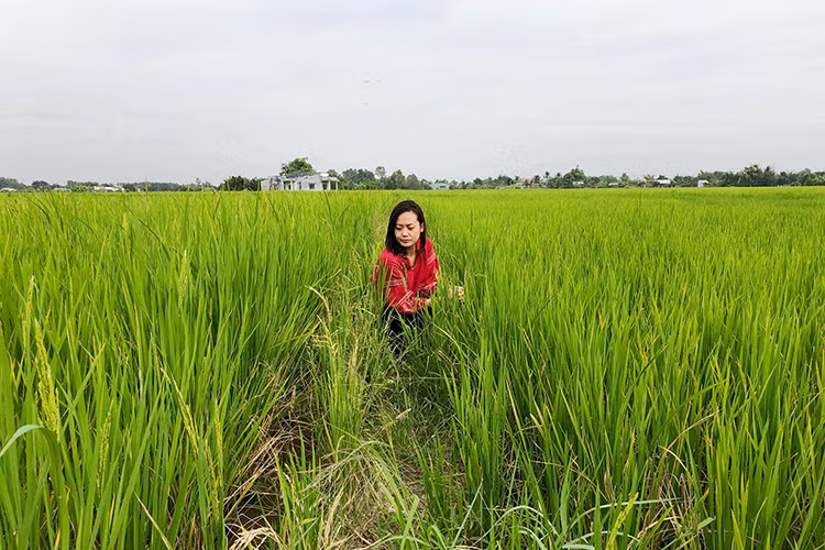 Hồng Ánh đi tìm cánh đồng lúa đang ngậm sữa, sắp chín vàng ở miền Tây.