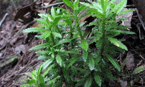 Cây thạch tùng răng cưa (Huperzia serrata).