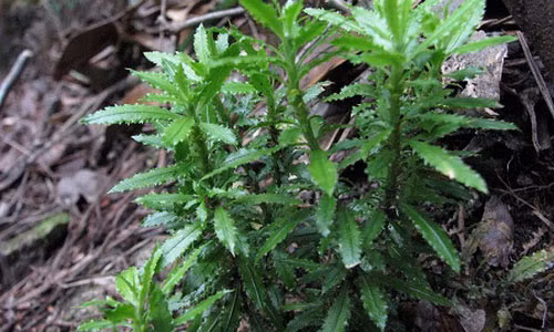 Cây thạch tùng răng cưa (Huperzia serrata). Cây thạch tùng răng cưa (Huperzia serrata).