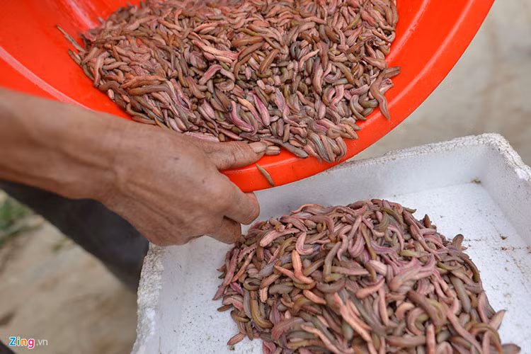 Ông Phạm Văn Khi (56 tuổi) cho hay: "Rươi là động vận không xương sống, sống được lâu nhưng nếu không bảo quản cẩn thận rươi chết khi đó ăn sẽ không ngon".