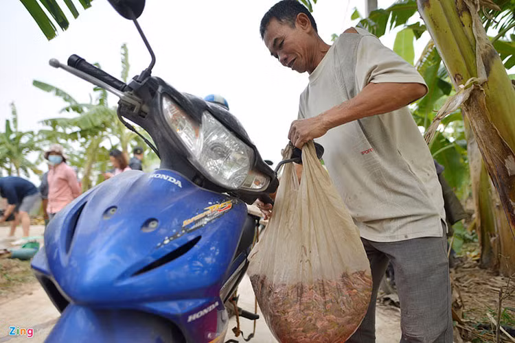 Anh Phạm Văn Điệp cho biết: "Gia đình có 6 sào mặt nước, trước kia chuyên trồng lúa, nhưng thời gian gần đây chuyển sang làm rươi, dự tính năm nay thu hoạch khoảng 80kg rươi, giá đổ buôn cho các thương lái là 460.000 đồng/kg". Sau khi các thương lái thu mua sẽ vận chuyển lên Hà Nội, các nhà hàng nổi tiếng và thị trường tiêu thụ nhiều nhất là Trung Quốc.