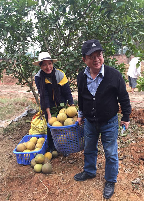 Vợ chồng nhạc sĩ Đỗ Hồng Quân và diễn viên Chiều Xuân thu hoạch bưởi trong vườn nhà.