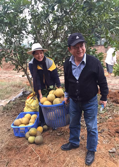 Vợ chồng nhạc sĩ Đỗ Hồng Quân và diễn viên Chiều Xuân thu hoạch bưởi trong vườn nhà.
