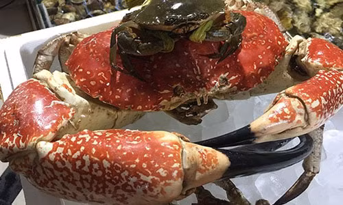 Loài cua Tasmania khổng lồ đang được các đại gia Hà thành đua nhau đặt mua về ăn.