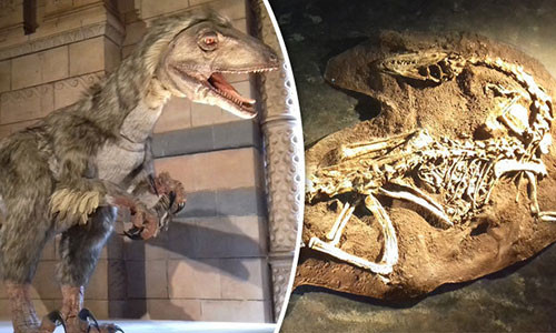 Các nhà khoa học từng khẳng định khủng long tuyệt chủng cách đây 65 triệu năm.