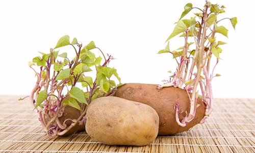 Khoai tây mọc mầm tác động mạnh đến niêm mạc dạ dày. Khoai tây mọc mầm tác động mạnh đến niêm mạc dạ dày.