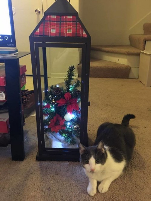 Cây thông được đặt trong lồng kính vẫn chưa đủ, vẫn cần vệ sĩ bên cạnh canh chừng nữa.