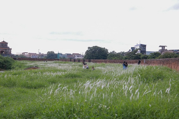 Hoa cỏ lau có ý nghĩa tượng trưng cho sức sống mãnh liệt giữa thiên nhiên.