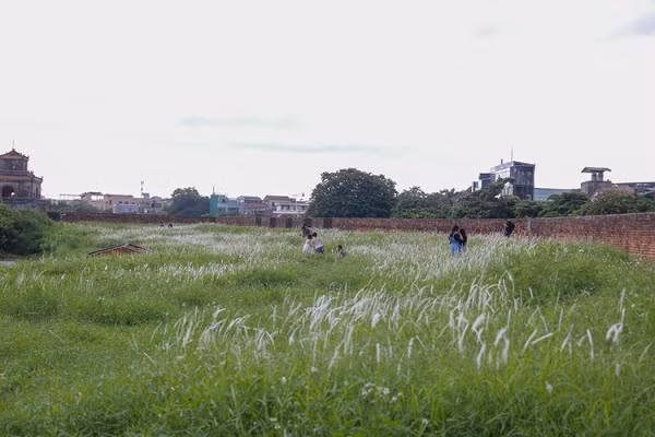 Hoa cỏ lau có ý nghĩa tượng trưng cho sức sống mãnh liệt giữa thiên nhiên.