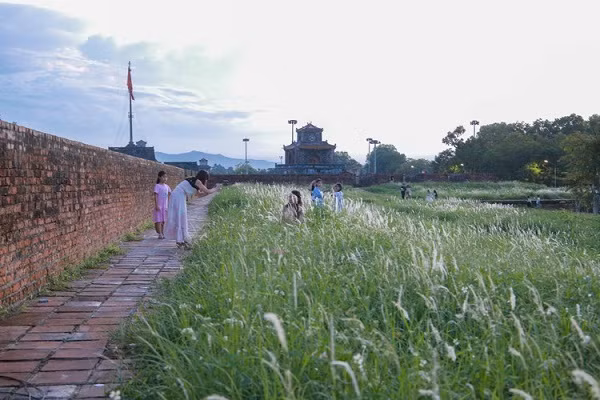 Những ngày qua, hàng nghìn hoa cỏ lau nở trắng tinh khôi khu vực dọc Thượng thành Huế.